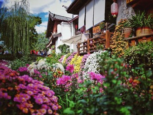 庭院繁花似锦的美丽景致