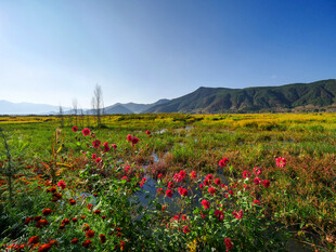 花海美景 远山蓝天相映