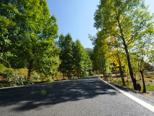林间柏油路 绿意盎然