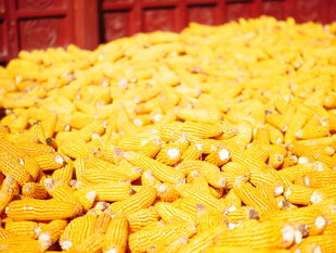 金黄饱满玉米堆