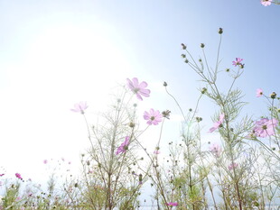 阳光下的烂漫格桑花