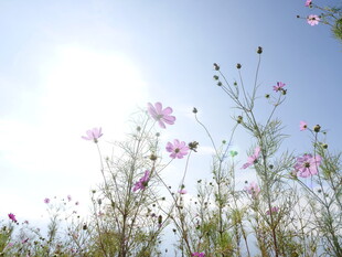 蓝天映衬下的烂漫格桑花