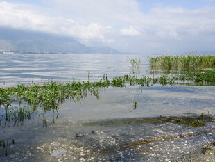 湖畔湿地风光