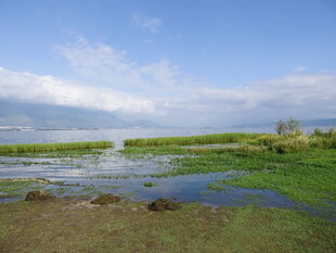湖畔湿地美景