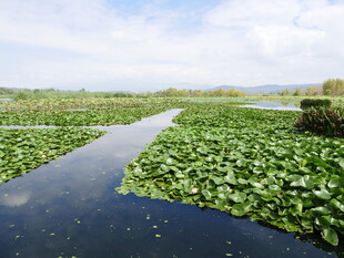 水上绿植景观