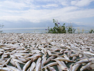 海滩上大量死鱼堆积