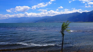 海边孤树与壮阔山水景色