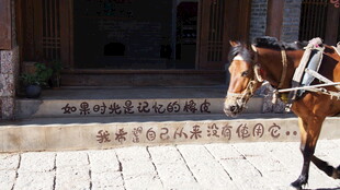 古巷旁的骏马