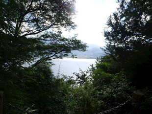 林间望湖景