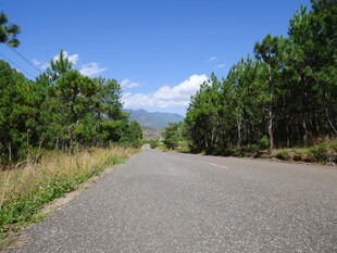林间公路 通往自然的旅程