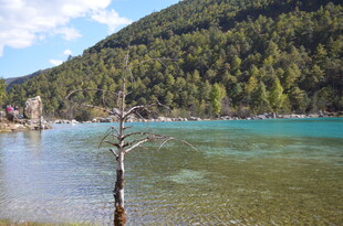 湖畔孤树 青山绿水美景