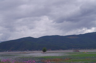 山间花海 阴云下的自然美景