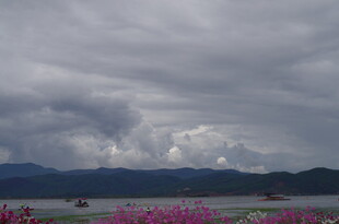 阴天下的湖畔花海景观