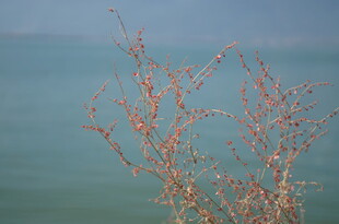 湖畔红枝
