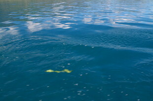 海中浮潜者