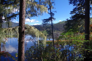 湖畔松林美景