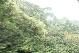 茂密山林绿意盎然