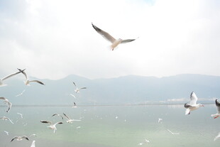 海鸥翱翔于天际