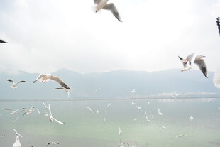 海鸥翱翔于山水之间