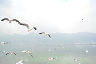 海面上飞翔的成群海鸥
