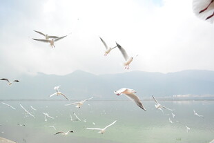 海鸥于湖面天空中飞翔