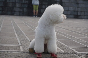 可爱白贵宾犬坐地凝望