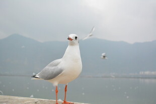 海边站立的白色海鸥