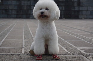 可爱白贵宾犬乖巧蹲坐
