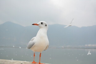 海边白鸥独立
