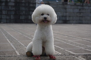 可爱白贵宾犬端坐地面
