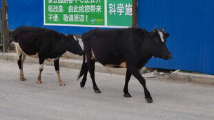 路上行走的两头黑牛
