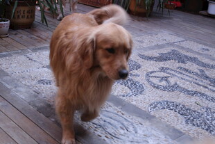 室内漫步的金毛犬