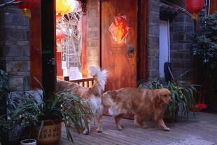 门前双犬伴中式庭院景