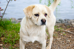 岸边的可爱小黄狗