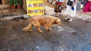 街头漫步的金毛犬