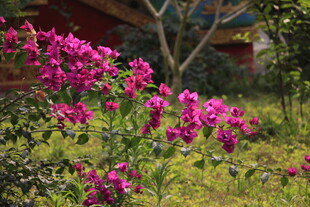 艳丽三角梅绽放于绿植间
