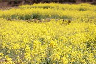 金黄油菜花田美景