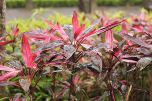 多彩红叶植物特写