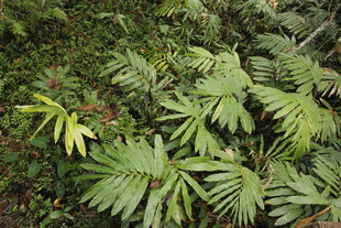 茂密蕨类植物景观