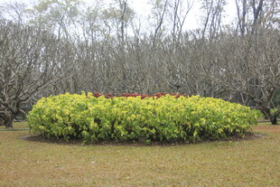 圆形绿植景观
