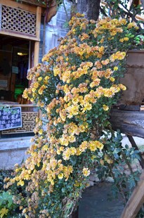 庭院中盛开的黄色花卉