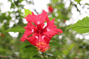 娇艳朱槿花