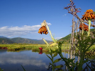 湖畔野花绽放美景