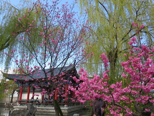 春日古亭繁花美景