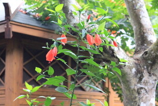 木屋外的艳丽垂吊花朵