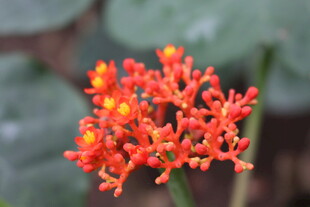 鲜艳橙红花朵绽放