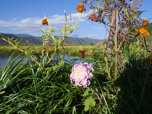 湖畔花草美景