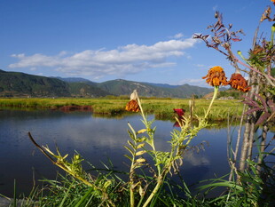 湖畔花草与远山美景