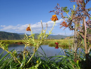 湖畔野花绽放的自然美景