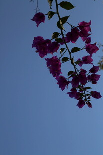 紫花垂挂蓝天